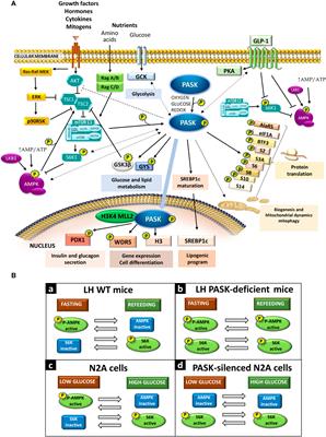 PAS Kinase: A Nutrient and Energy Sensor “Master Key” in the Response to Fasting/Feeding Conditions